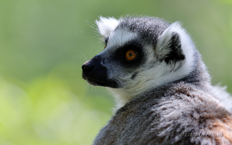 01 Ring-tailed Lemur (Lemur catta)